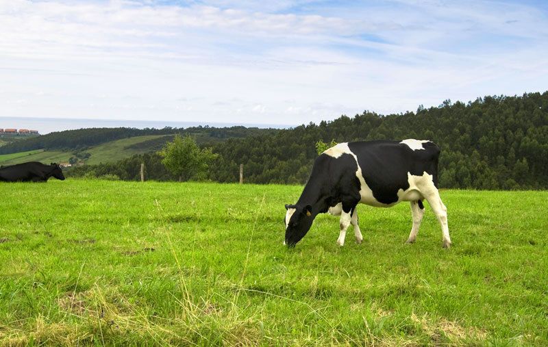 Fábrica de piensos Asturias 